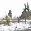 mule-deer-three
