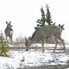 Mule Deer three