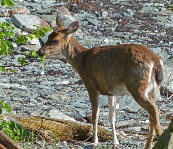 sitka-black-tail-deer-eating-alder-leaves
