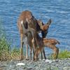 sitka-black-tail-deer-nursing-twins