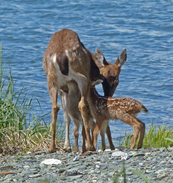 sitka-black-tail-deer-nursing-twins