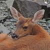 Sitka black-tail deer, on beach looking