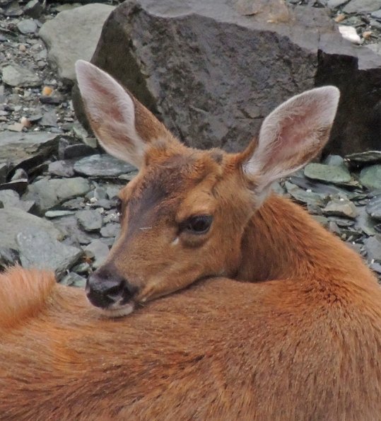 Sitka black-tail deer, on beach looking
