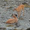 Sitka black-tail deer on beach
