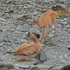 sitka-black-tail-deer-on-beach