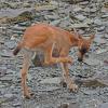 Sitka black-tail deer, on beach