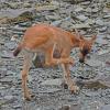sitka-black-tail-deer-on-beach_1342240141