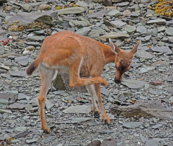 sitka-black-tail-deer-on-beach_1342240141