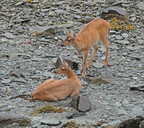 Sitka black-tail deer on beach
