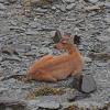 Sitka black-tail deer resting on beach