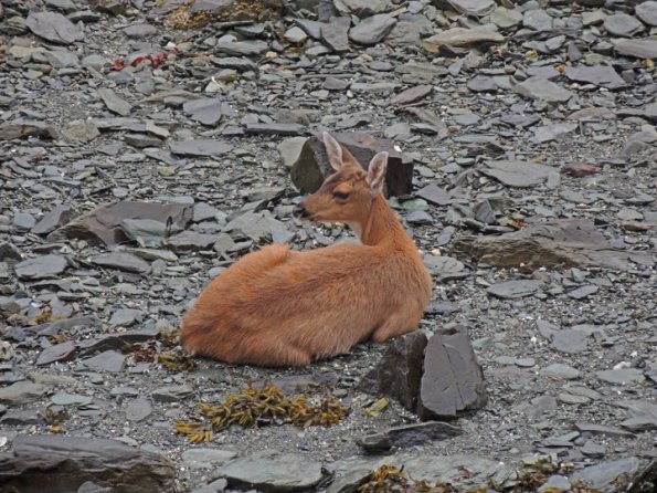 Sitka black-tail deer resting on beach