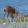 sitka-black-tail-deer-with-twins