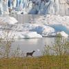 sitka-black-tailed-deer-and-mendenhall-glacier-2