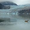 sitka-black-tailed-deer-and-mendenhall-glacier