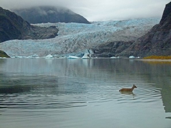 Sitka black-tailed deer and Mendenhall Glacier