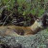 Sitka black-tailed Deer, bedded down, Juneau