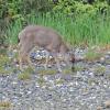 sitka-black-tailed-deer-browsing-on-beach-yakutat