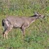 sitka-black-tailed-deer-browsing-on-willow