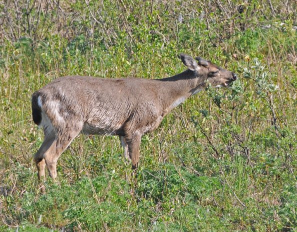 Sitka black-tailed deer browsing on willow