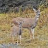 Sitka black-tailed deer, doe and fawn