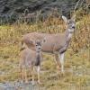 sitka-black-tailed-deer-doe-and-fawn