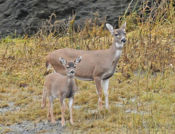 sitka-black-tailed-deer-doe-and-fawn