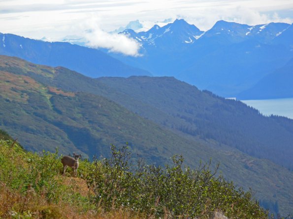 Sitka black-tailed deer in the alpine