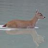 sitka-black-tailed-deer-in-water-1