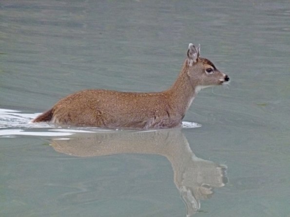 Sitka black-tailed deer in water 1