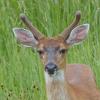sitka-black-tailed-deer-panasonic-200-at-1200-mm