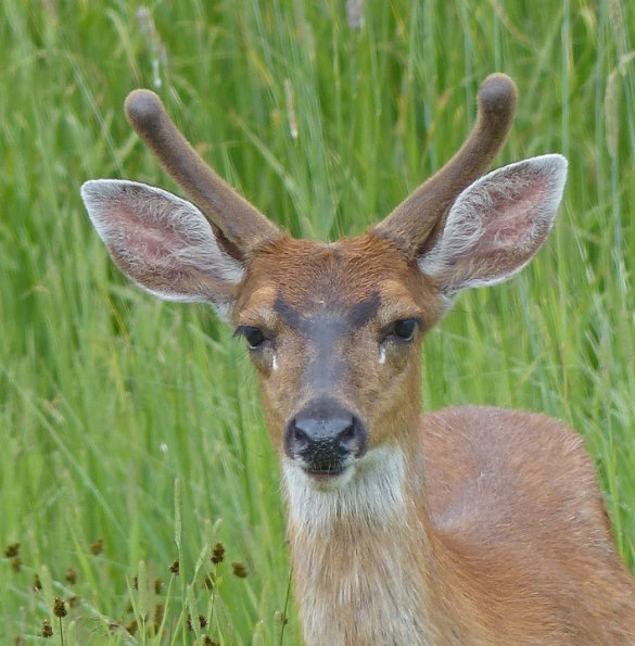 sitka-black-tailed-deer-panasonic-200-at-1200-mm