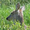 sitka-black-tailed-deer-profile-1