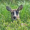 sitka-black-tailed-deer-profile-2