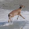 sitka-black-tailed-deer-running-from-terns-gulls