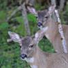 Sitka black-tailed deer (Two Deer)