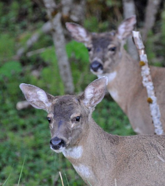 sitka-black-tailed-deer-two-deer-