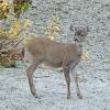 sitka-black-taled-deer-young-one