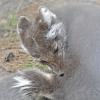 Arctic Fox captive 2