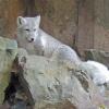Arctic Fox, Woodland Park Zoo, Seattle