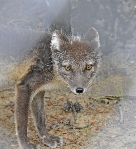 Arctic Fox