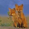 Red Fox, pups