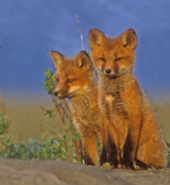 Red Fox, pups