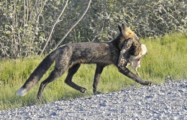 Red Fox with prey 2