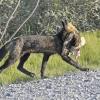 Red Fox with prey 2