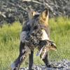 Red Fox with prey