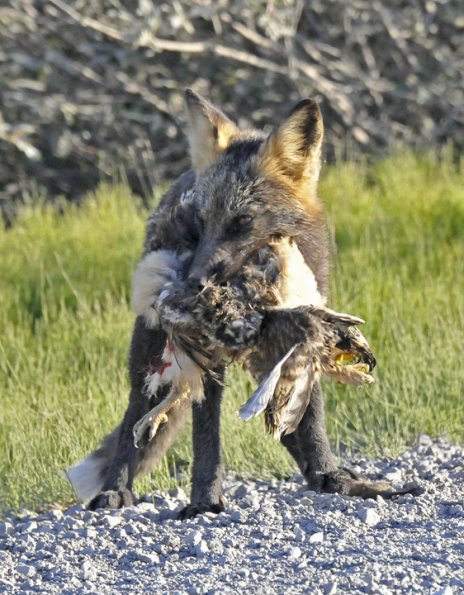 Red Fox with prey