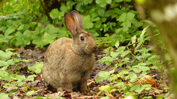 Snowshoe-Hare-adult-2