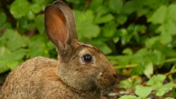 Snowshoe-Hare-adult