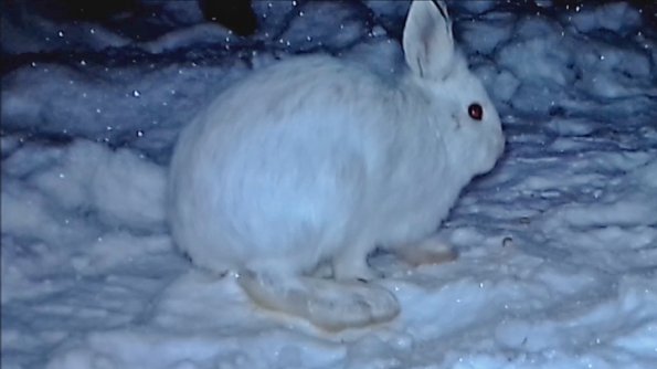 Snowshoe-Hare-in-winter-1