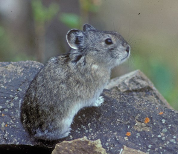 collared-pika-1-denali-n.p.